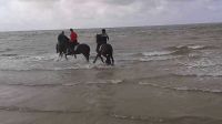 Paarden Ameland 5